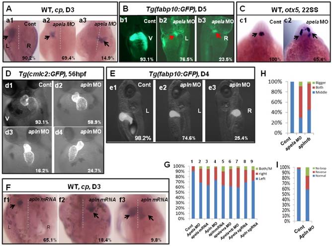 Int J Biol Sci Image