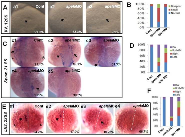 Int J Biol Sci Image