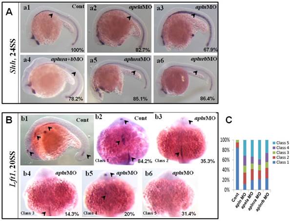 Int J Biol Sci Image