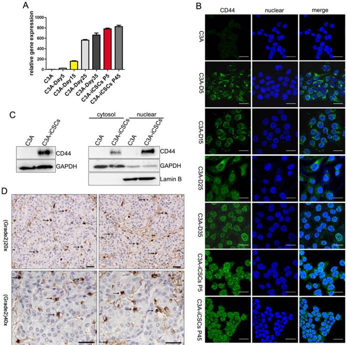 Int J Biol Sci Image