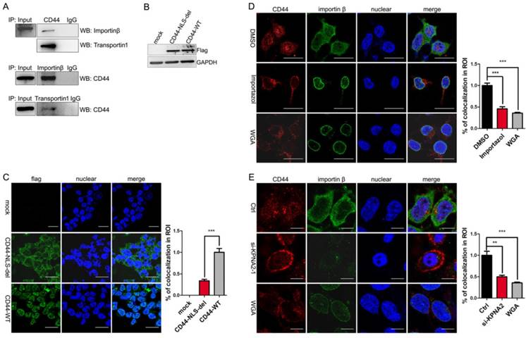 Int J Biol Sci Image