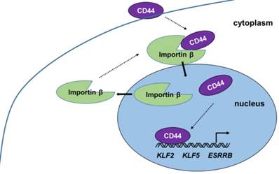 Int J Biol Sci Image