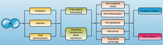 Int J Biol Sci Image