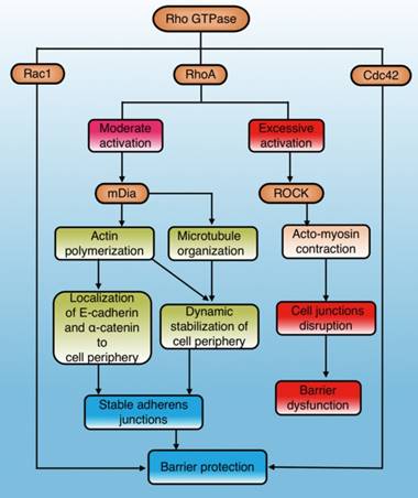 Int J Biol Sci Image