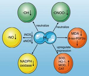 Int J Biol Sci Image