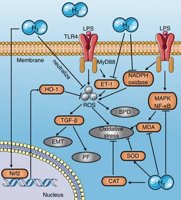 Int J Biol Sci Image