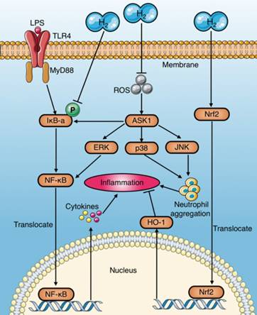 Int J Biol Sci Image