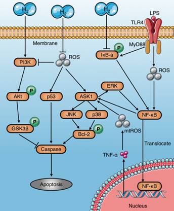 Int J Biol Sci Image