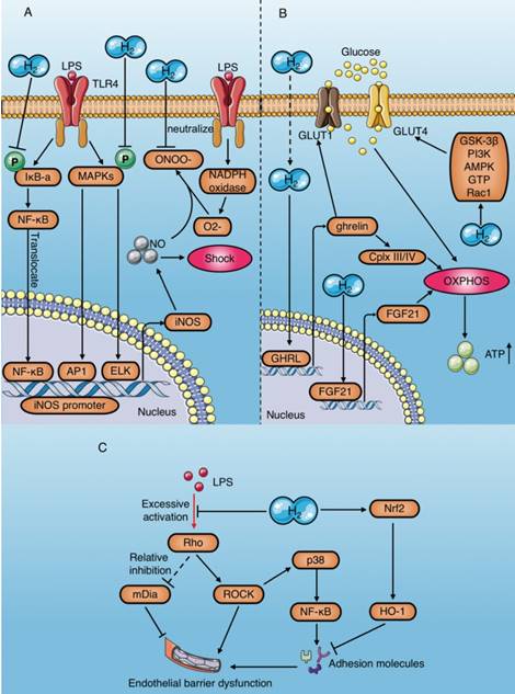 Int J Biol Sci Image