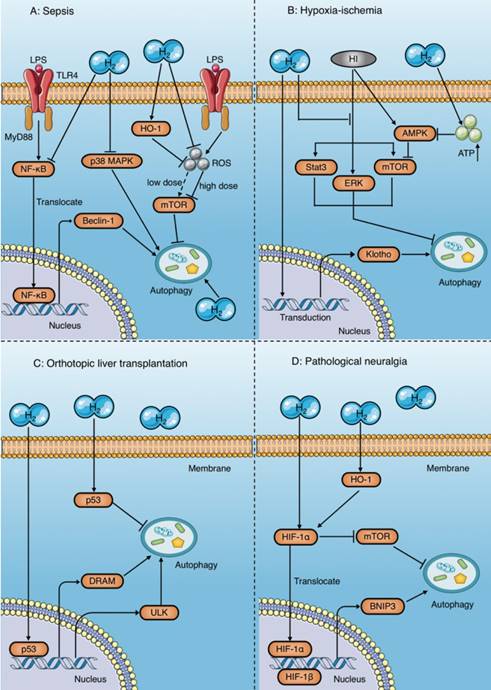 Int J Biol Sci Image