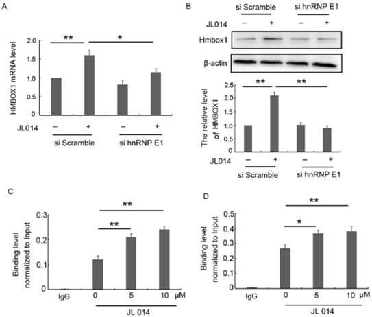 Int J Biol Sci Image