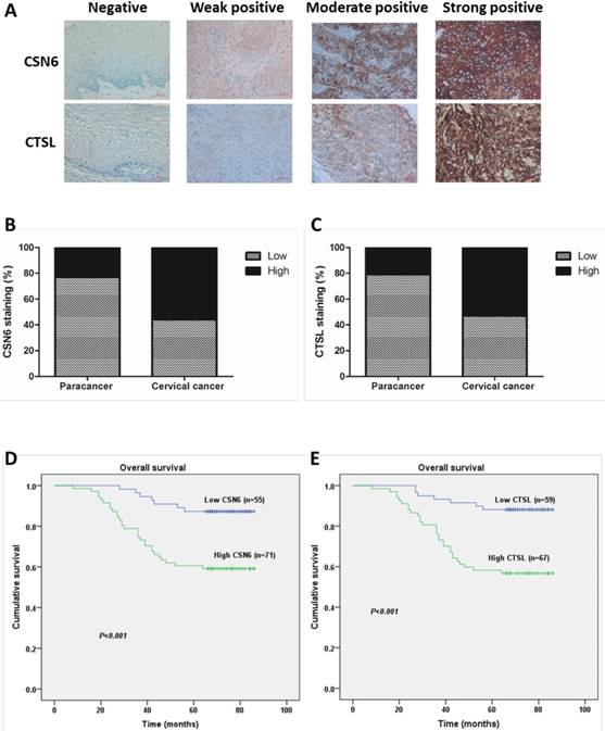 Int J Biol Sci Image