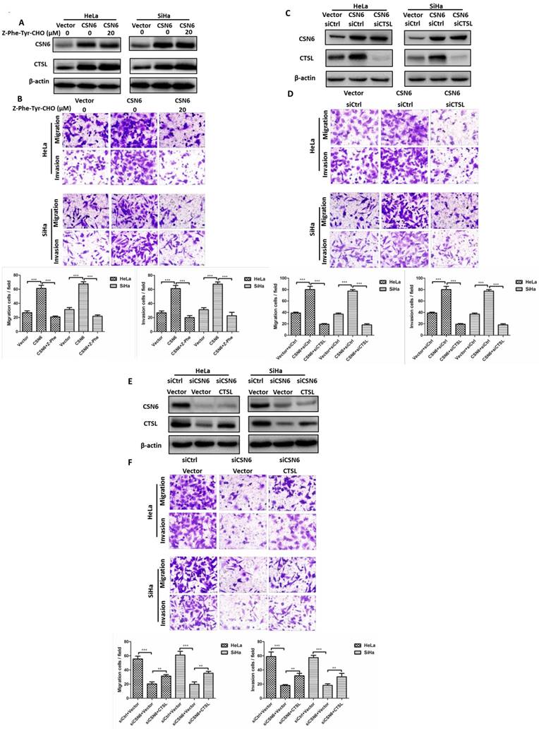 Int J Biol Sci Image