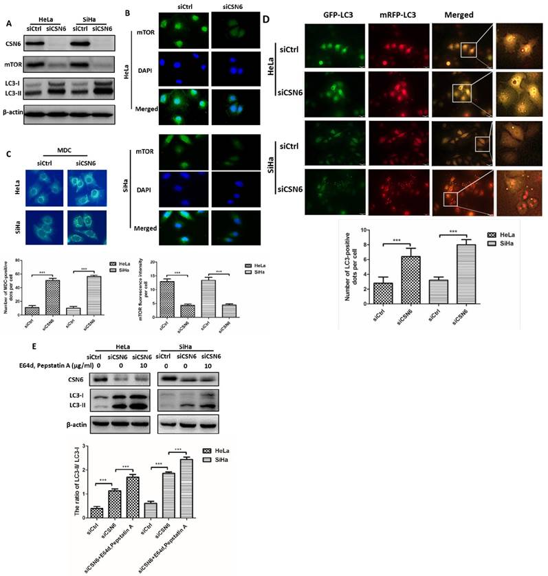 Int J Biol Sci Image