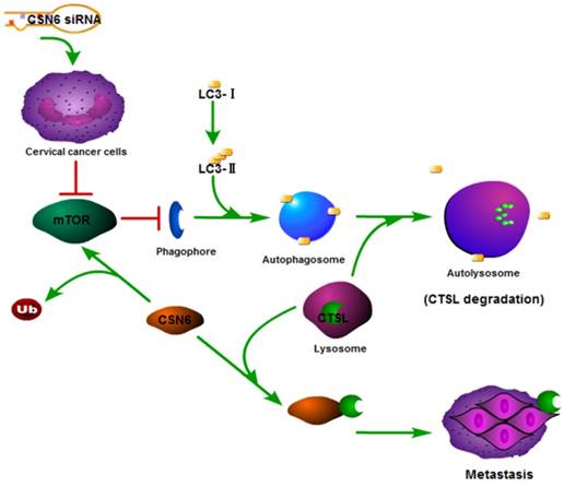 Int J Biol Sci Image