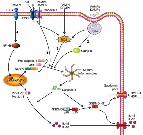 Int J Biol Sci Image