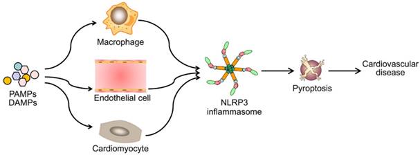 Int J Biol Sci Image