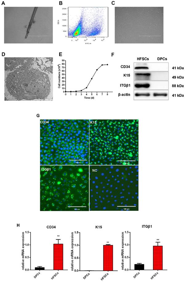 Int J Biol Sci Image