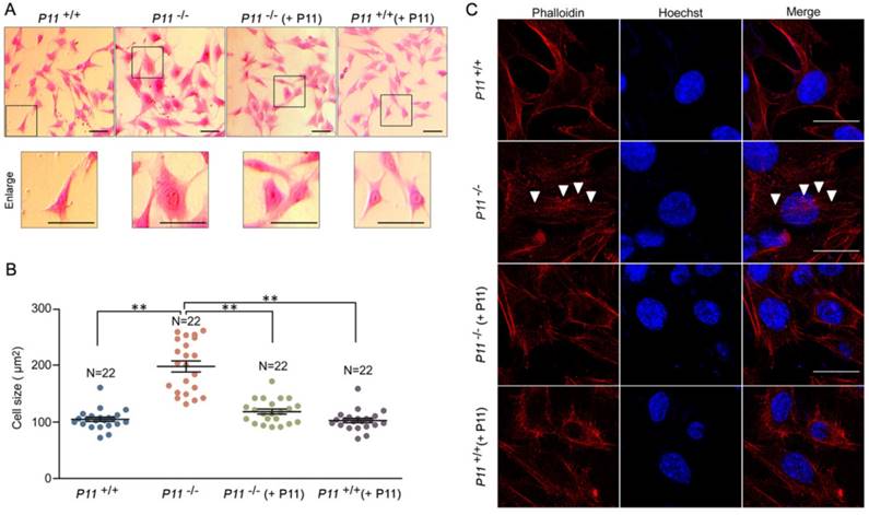 Int J Biol Sci Image