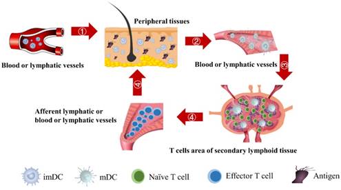 Int J Biol Sci Image