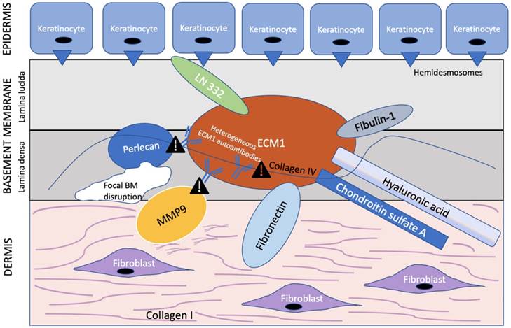 Int J Biol Sci Image