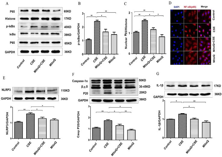 Int J Biol Sci Image