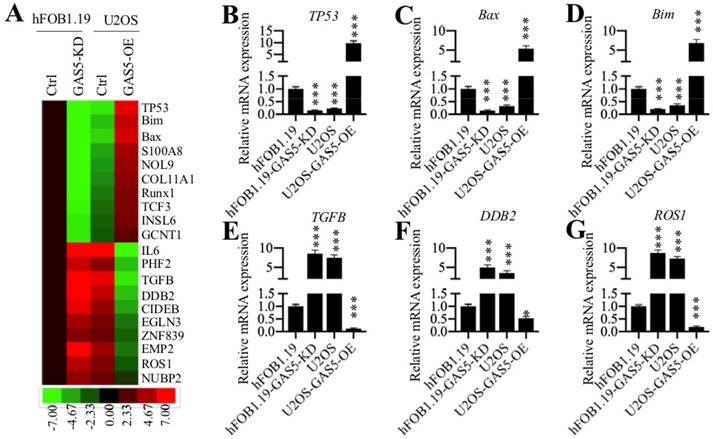 Int J Biol Sci Image