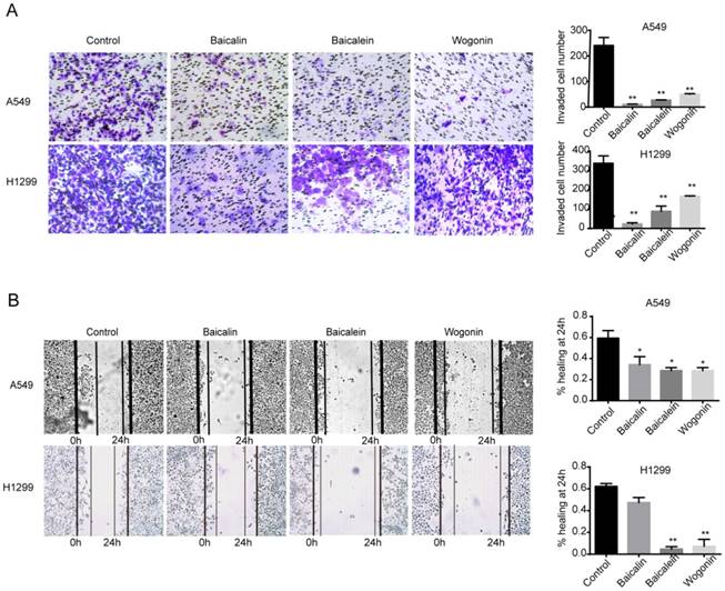 Int J Biol Sci Image