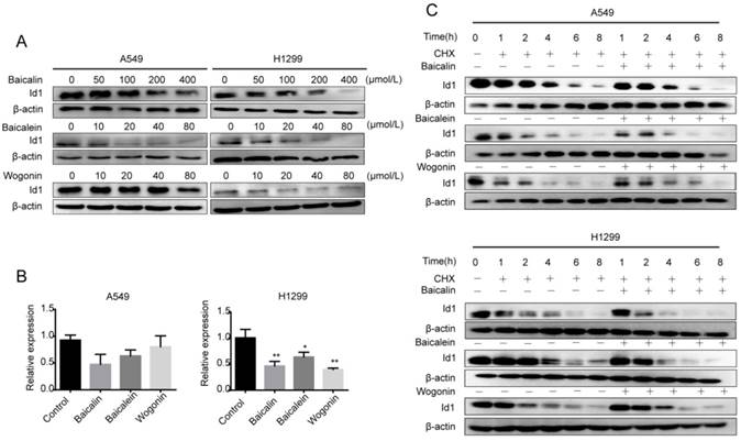 Int J Biol Sci Image