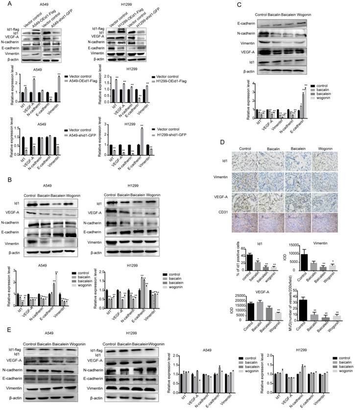 Int J Biol Sci Image