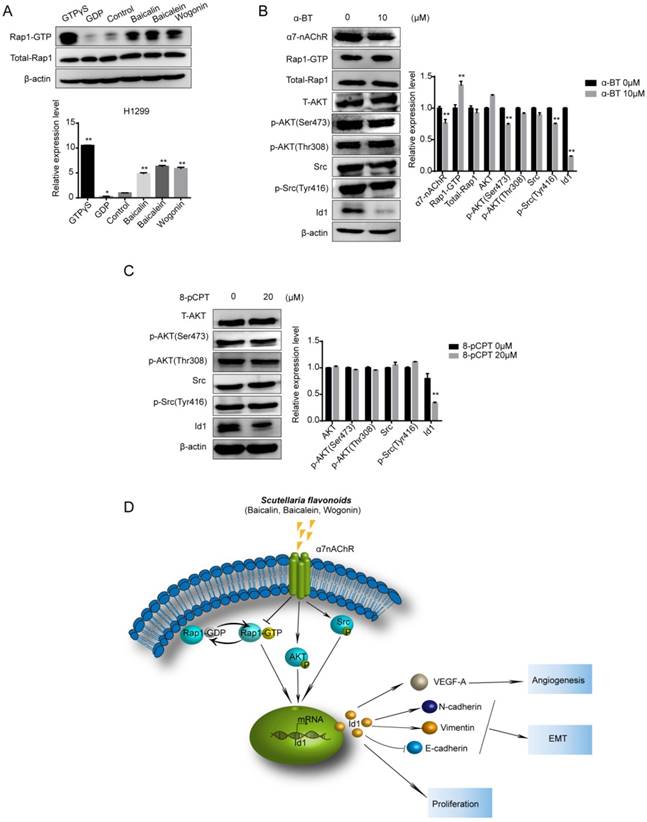 Int J Biol Sci Image