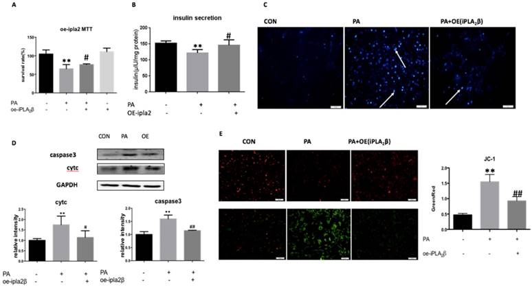 Int J Biol Sci Image