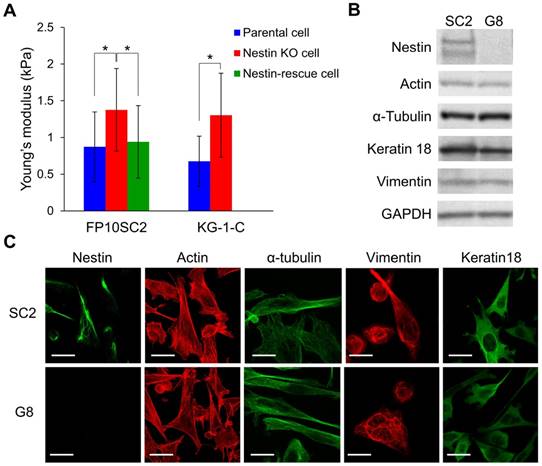 Int J Biol Sci Image