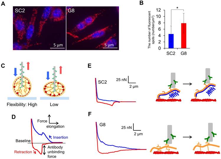 Int J Biol Sci Image