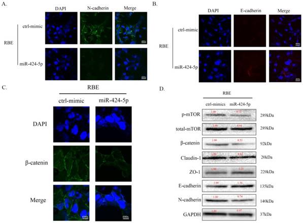 Int J Biol Sci Image