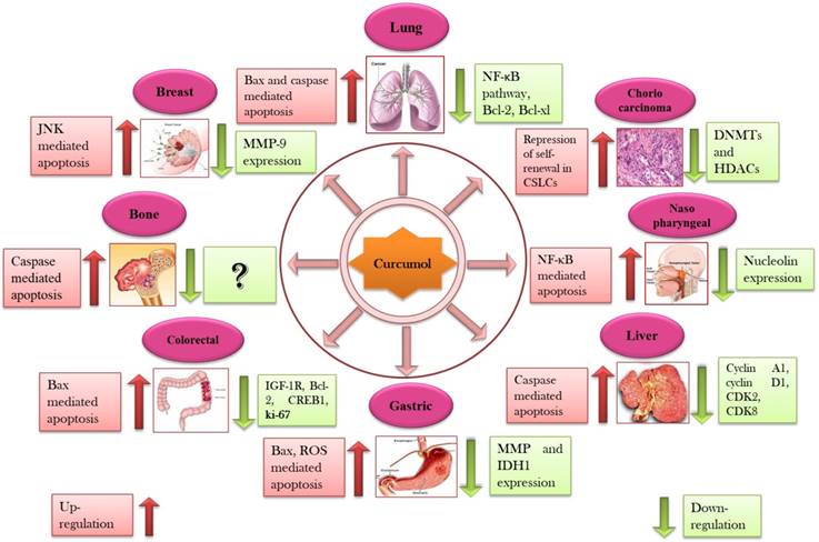 Int J Biol Sci Image