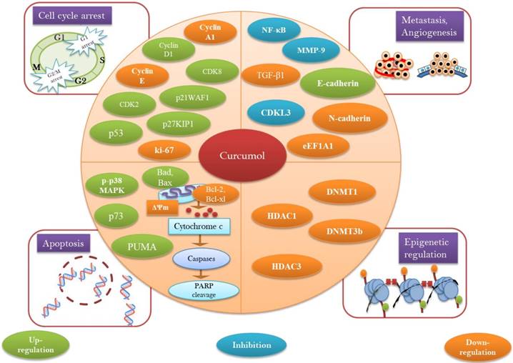 Int J Biol Sci Image