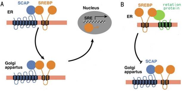 Int J Biol Sci Image