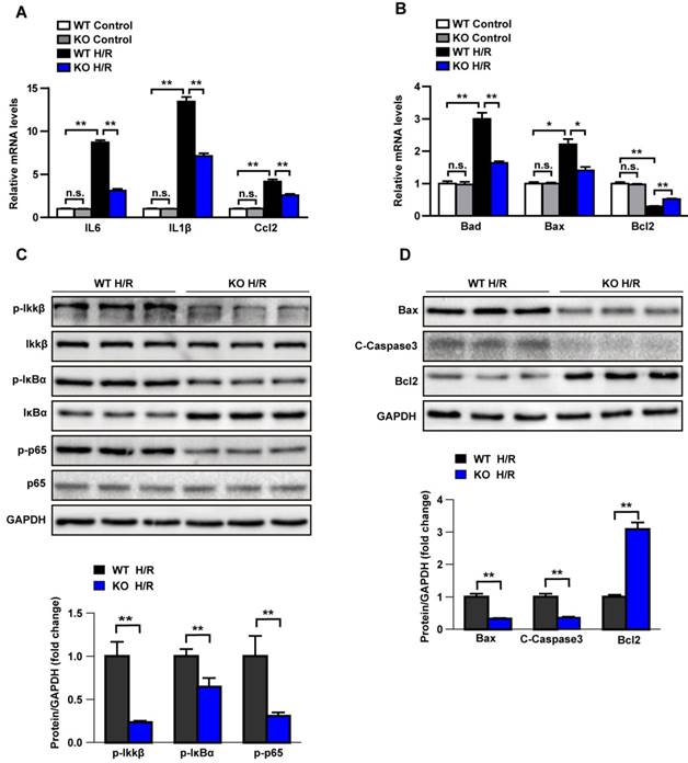 Int J Biol Sci Image