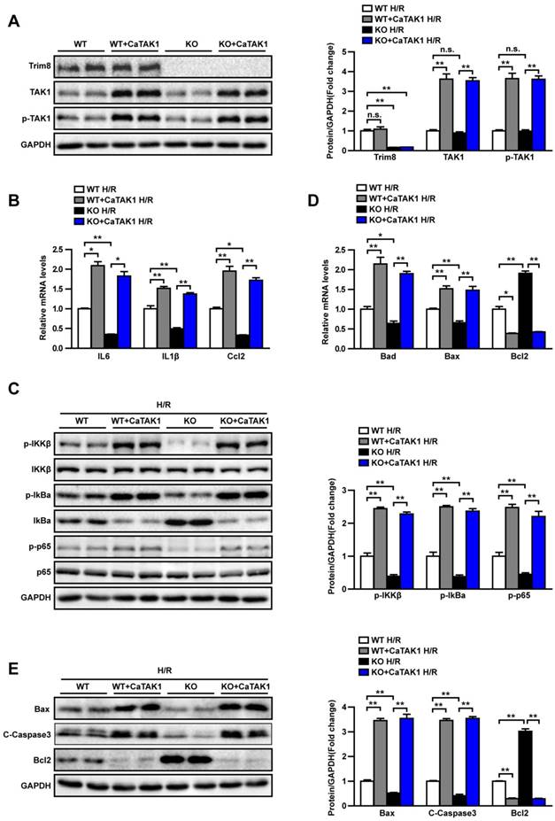 Int J Biol Sci Image