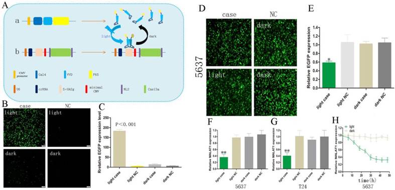 Int J Biol Sci Image