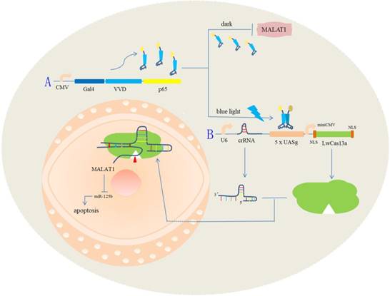 Int J Biol Sci Image