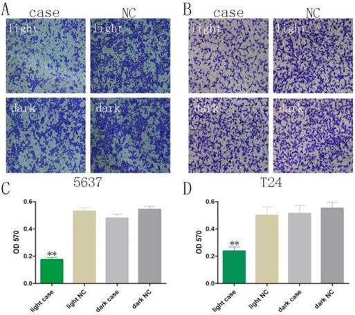 Int J Biol Sci Image