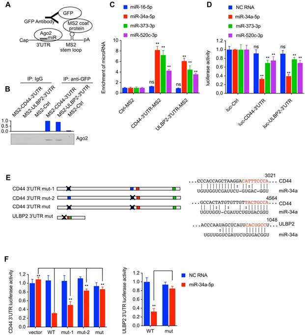 Int J Biol Sci Image