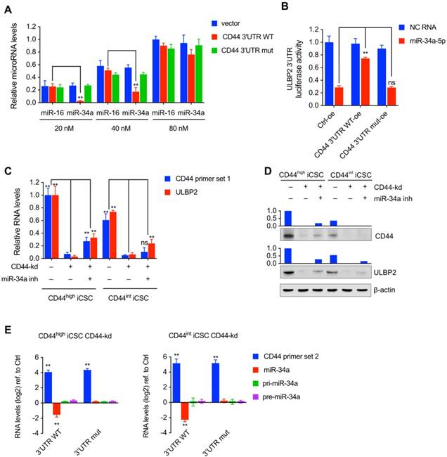 Int J Biol Sci Image