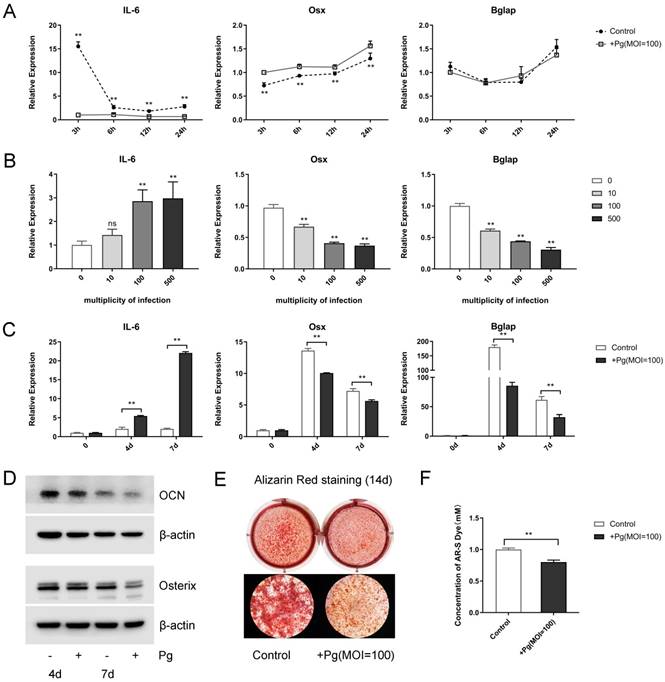 Int J Biol Sci Image