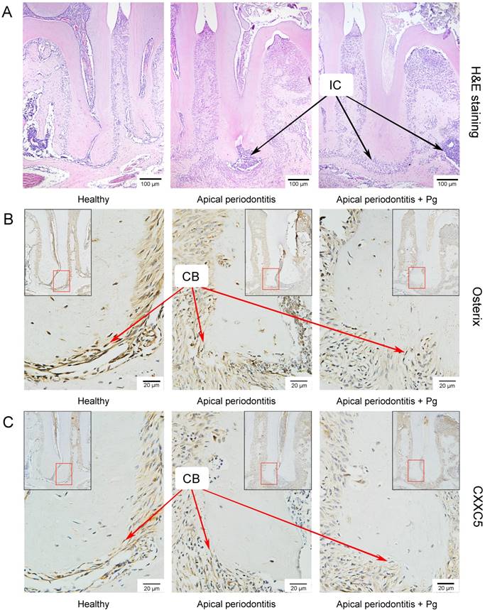 Int J Biol Sci Image