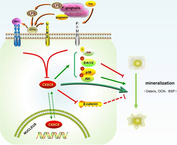 Int J Biol Sci Image