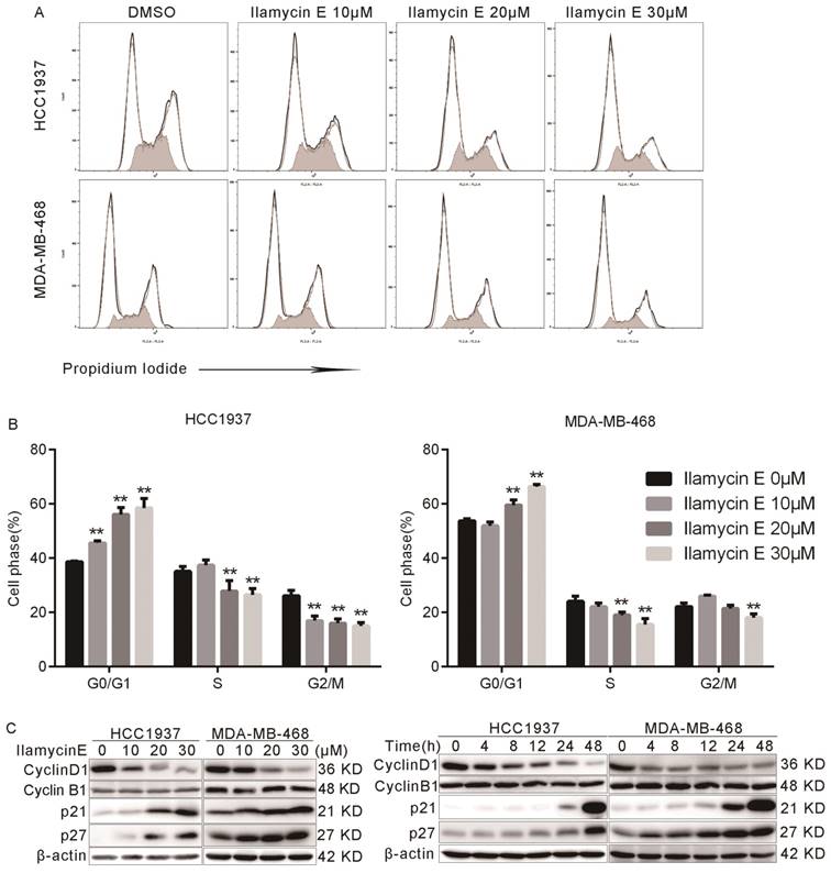 Int J Biol Sci Image