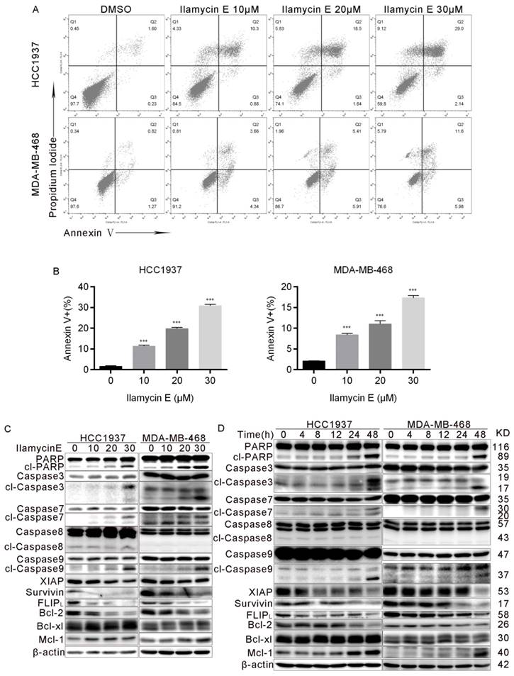 Int J Biol Sci Image